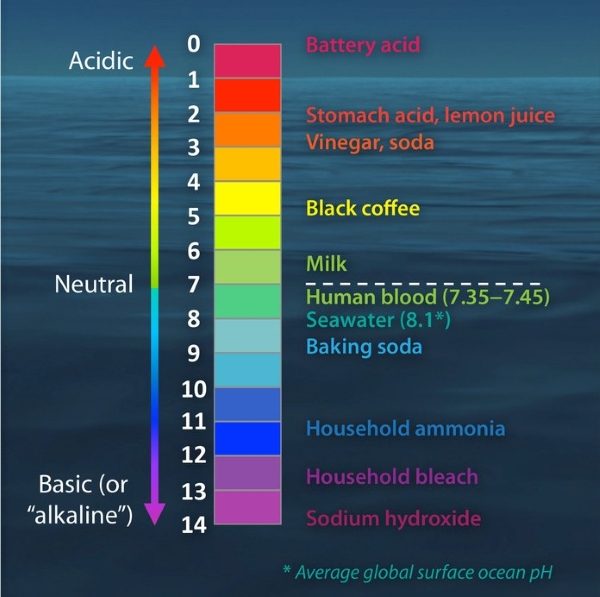 PH Scale Acids, Bases, and Common Materials